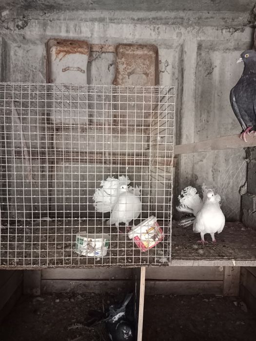 Голуби павлины...