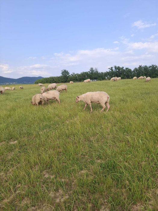 Berbeci de prasila,rasa de carne Rouge de l'Ouest