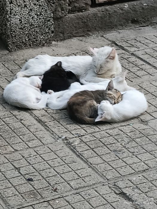 Подарявам малки и големи котета
