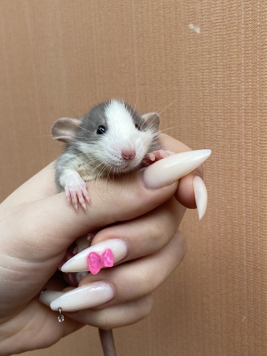 Ручные крысы дамбо в зоомагазине