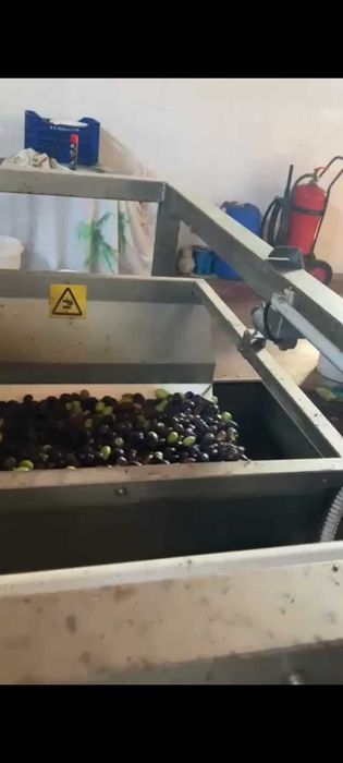 VAND ULEI DE MASLINE - productie proprie (zona Halkidiki)