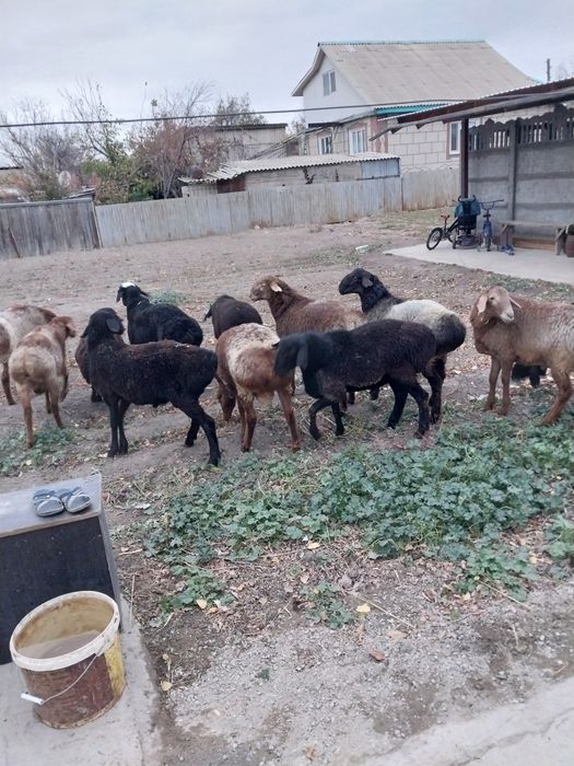 Продам жирный баранов