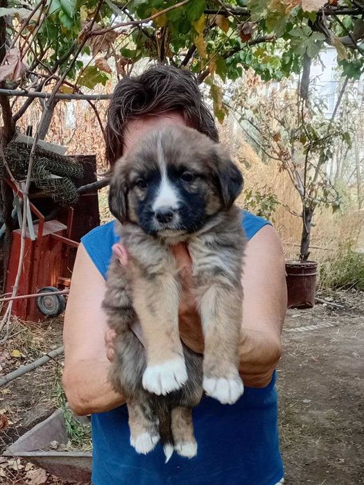 щенки в добрые  руки