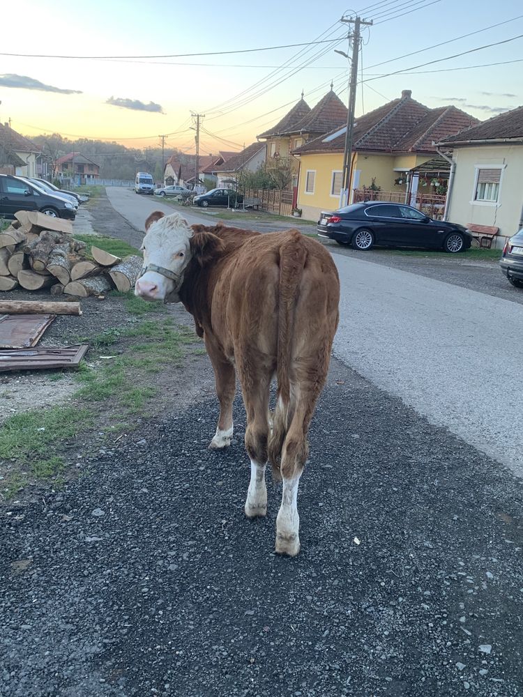 Junincă , de(1 an ,6luni).