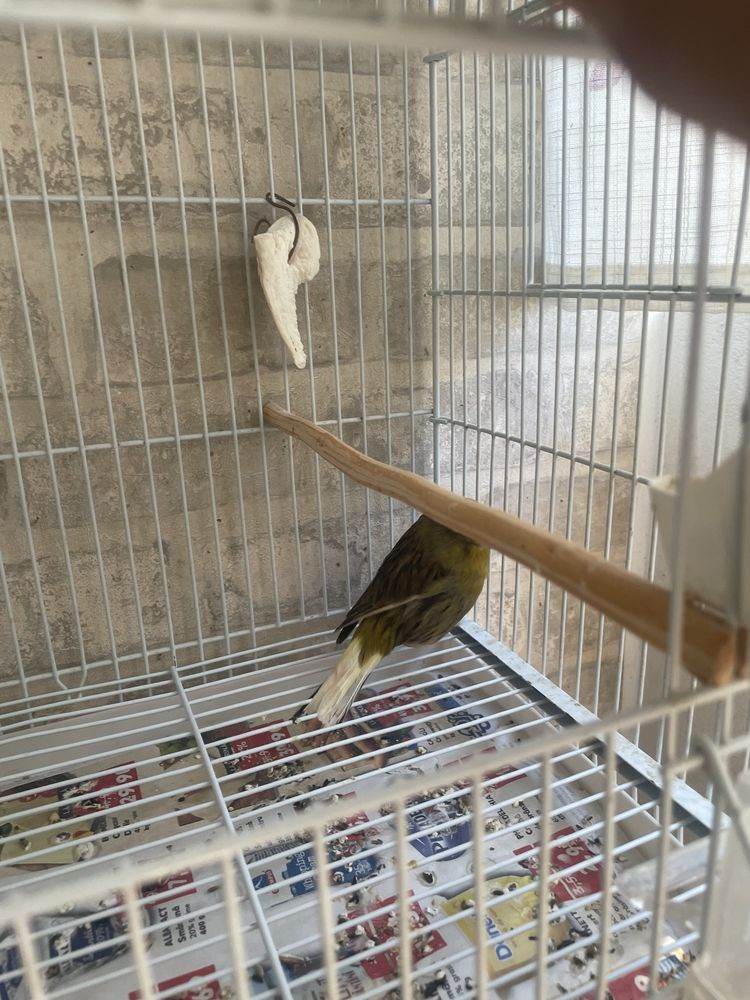 Canari glosteri