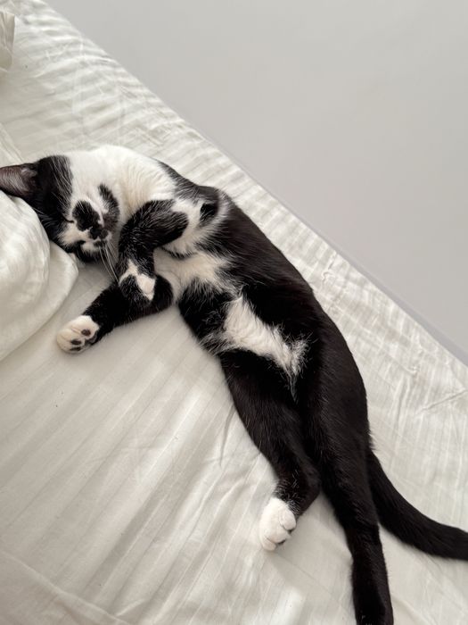 Домашнее животное