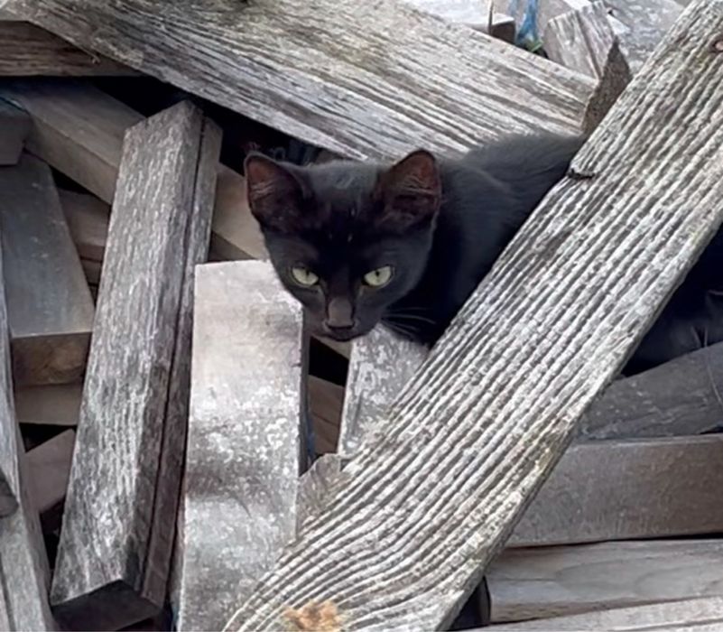 Spre adoptie doi pisicuti cuminti