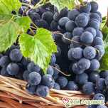 Виноград дачный . Продам виноград дачный