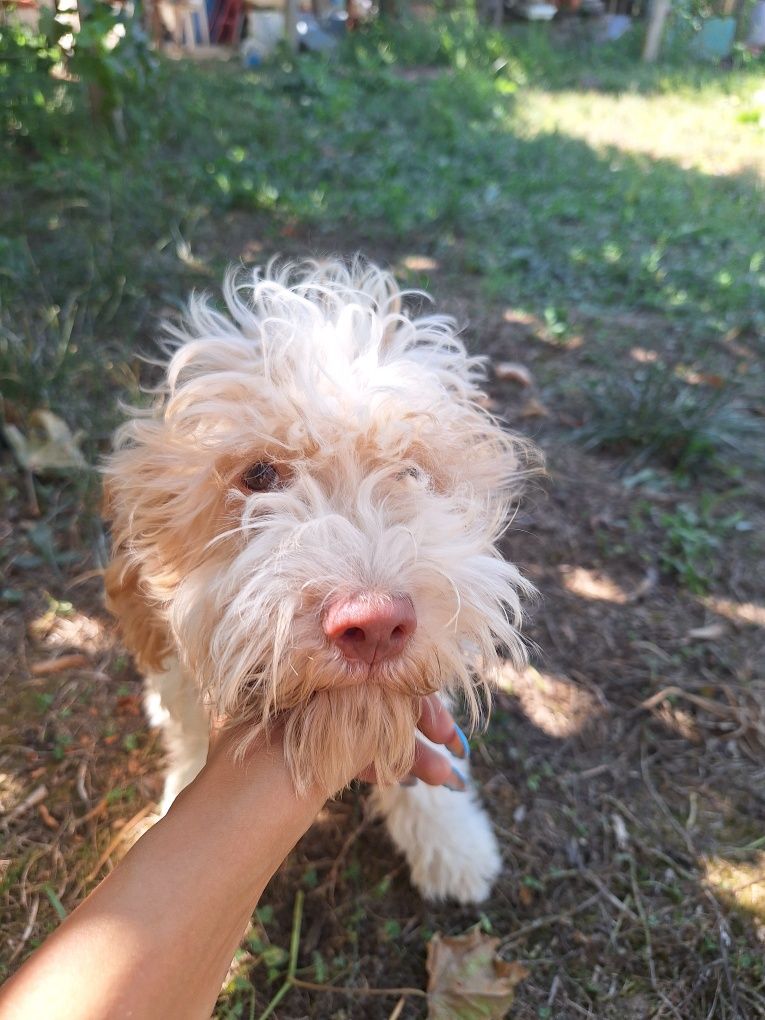 Кученца Лагото Мъжки