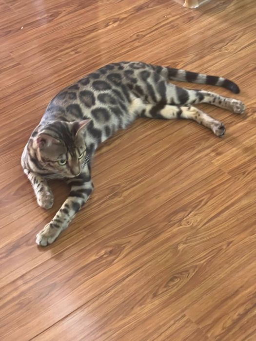 Бенгальская кошка