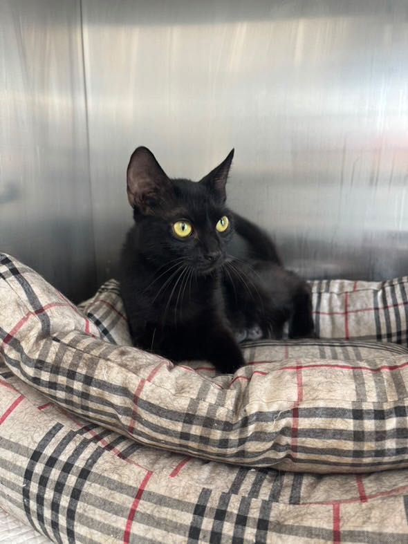 Adopție Luna pisicuțǎ sterilizatǎ 1 an
