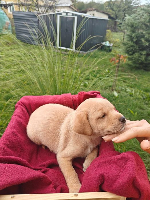 Голдън ретривър кученца