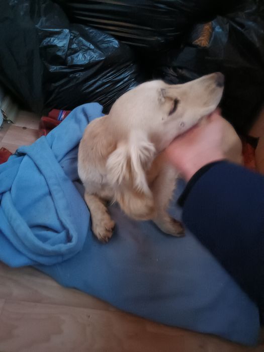 Хорошая девочка , послушная