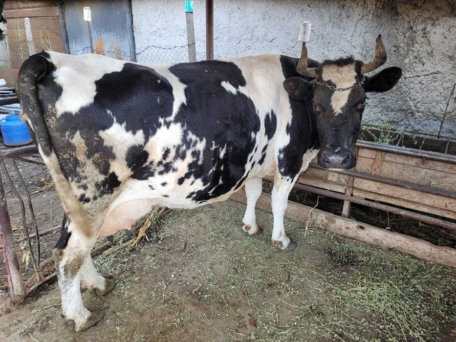 Vand vaca gestanta