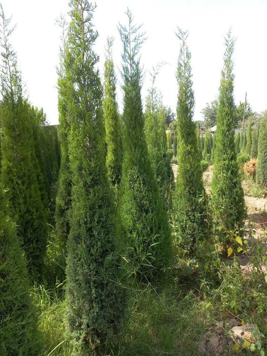 Можжевельник арча кучатлари сотилади