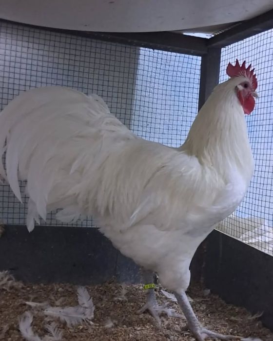 Автролорп жұмыртқасы