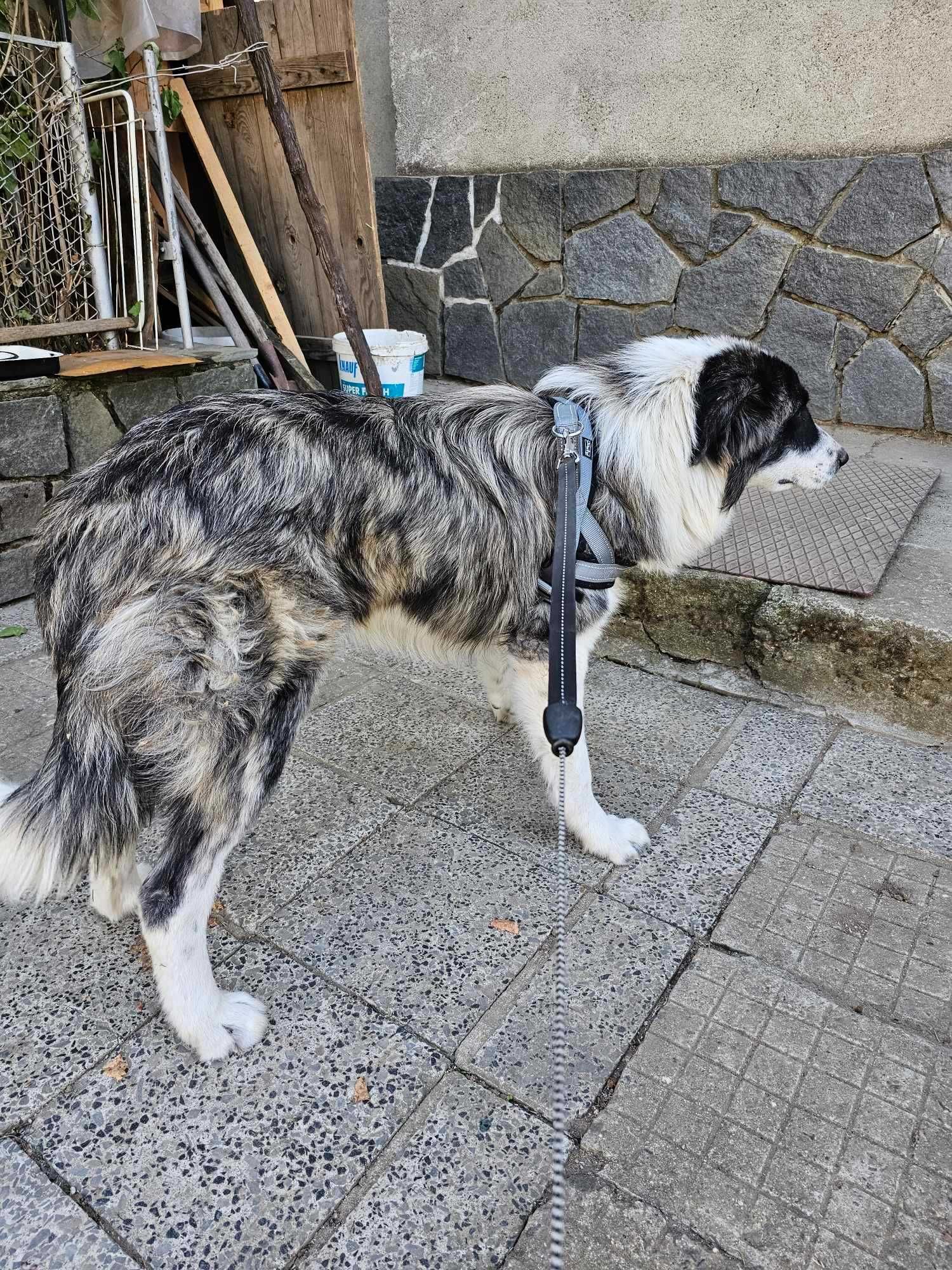 Каракачанско куче и австралийска овчарка на 8 месеца
