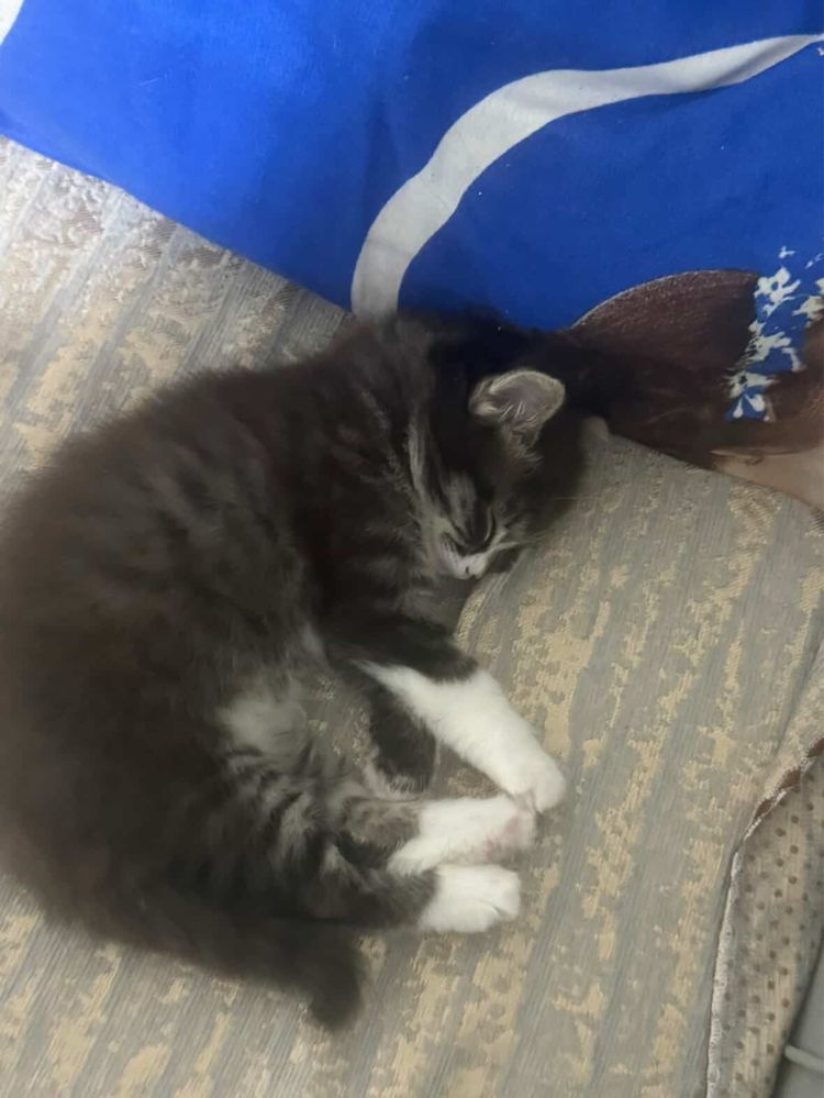 Кошка и ее котенок ищут дом