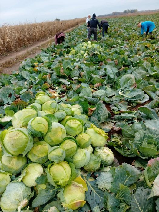 Varza de buzau de vanzare cantitate mare