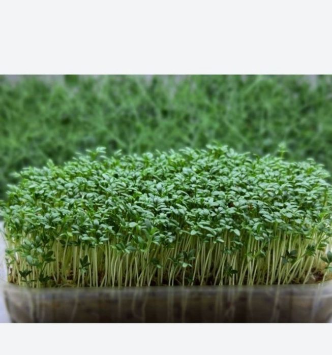 Микрозелень вкусные полезные для здоровья