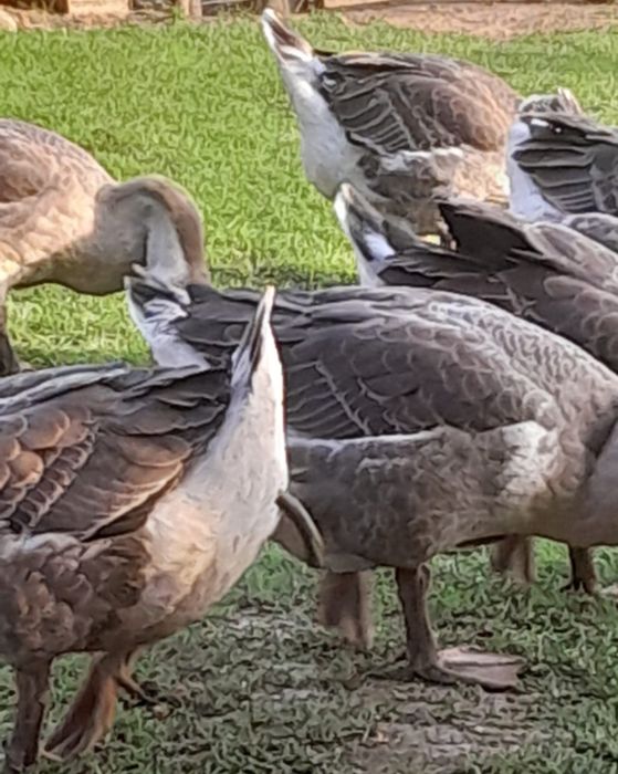 Vând gâște americane