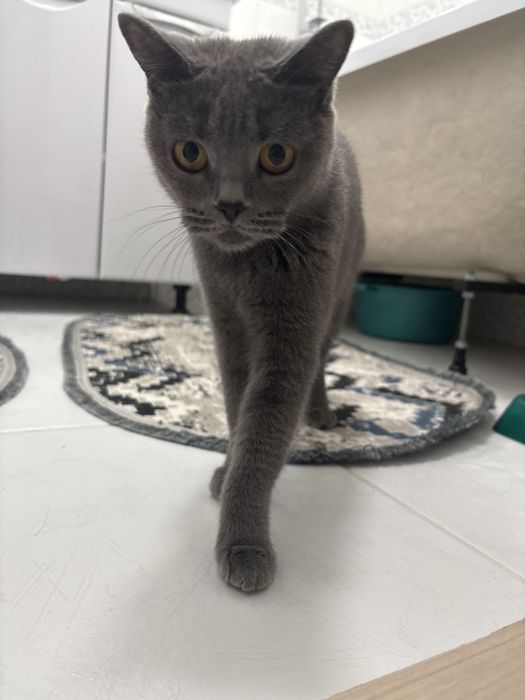 Британская кошка, девочка