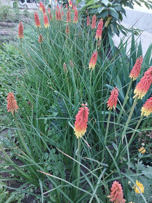 Садовые растения