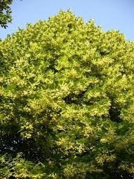 Tei mirositor , argintiu ( Tilia tomentosa)