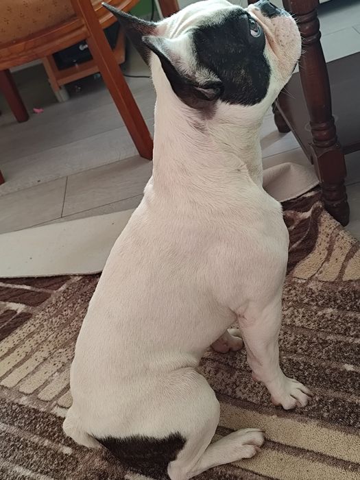 Мъжки  Френски булдог