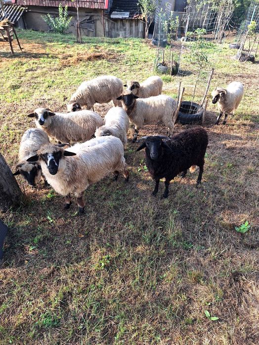 Ofertă: Vand mioare