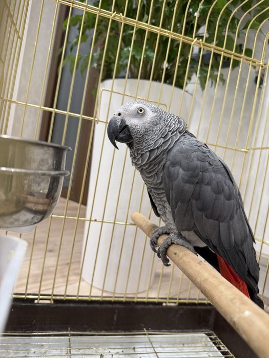 Продаю свой говорящий жако