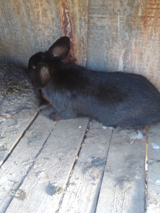 Vând iepuri mari , buni de ținut sau de tăiat!