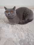 Отдам в добрые руки красивую британскую короткошёрстную кошку