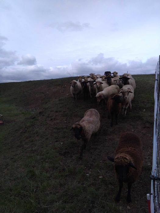 Turmă de oi țigaie ruginie și țigaie neagră