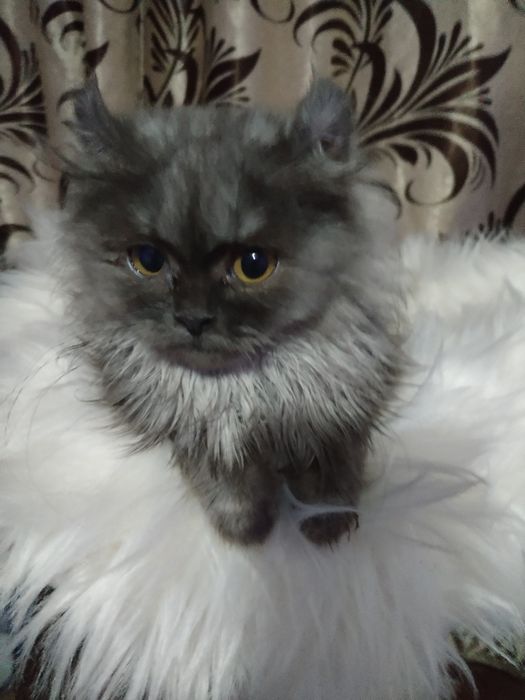 Pisici persane chinchila