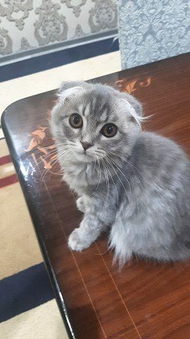Скоттиш страй,фолд  4,5 ойли
Парода шотланская вислоухая кошка
Па