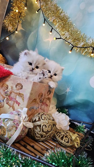 Британски дългокосмести котенца