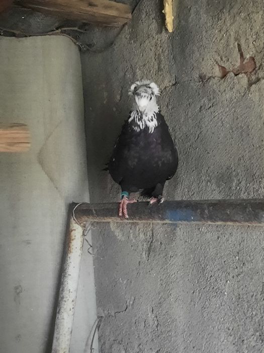 Продам голубей хороший игрой