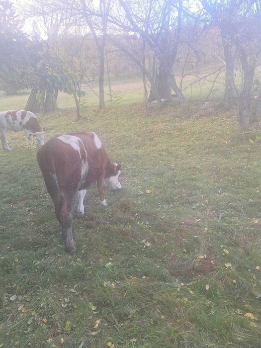 Bălțată Româneasca, cu certificat de origine.