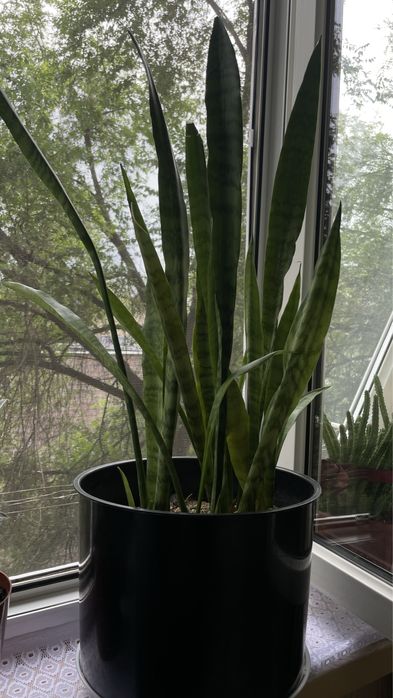 Сансевиерия цветок читайте описание