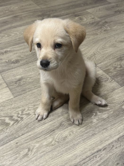 Собака лабрадор-ретривер