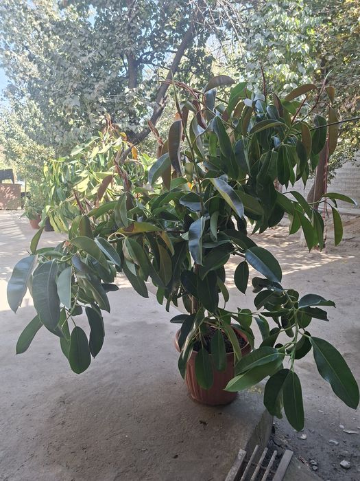 Gul sotiladi ofis ishxonalarga