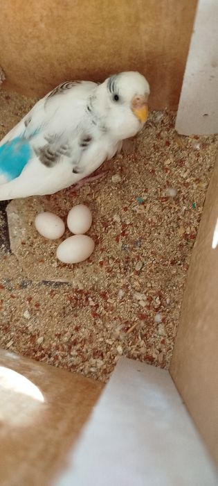 Куш сотаман пара 2 та болалари бор бирга сотаман