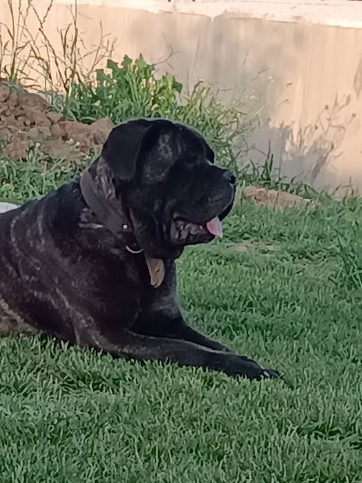 Pui Cane Corso 8 săptămâni