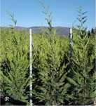 Vindem Leylandii transport gratuit