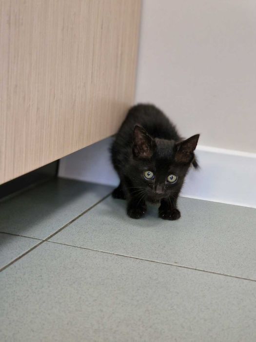 Това прекрасно коте търси дом