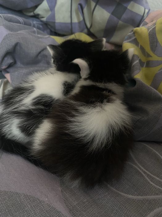 Котята бесплатно в добрые руки