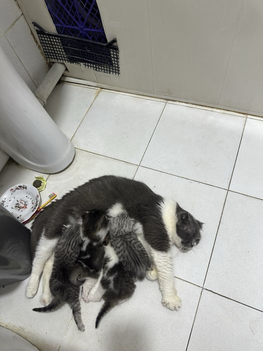 Skotsh Fold toza paroda bolalari bilan sotiladi