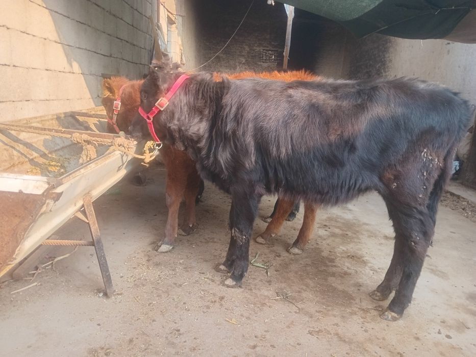 Gunojinlar sotiladi 8,5 Mln Dan kami bor sog'lom yeb ichishi zo'r