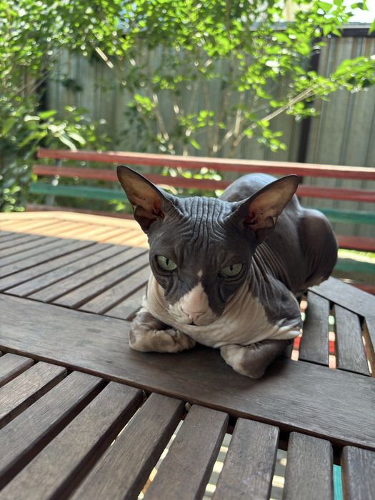 Отдам сфинкса в любящие руки